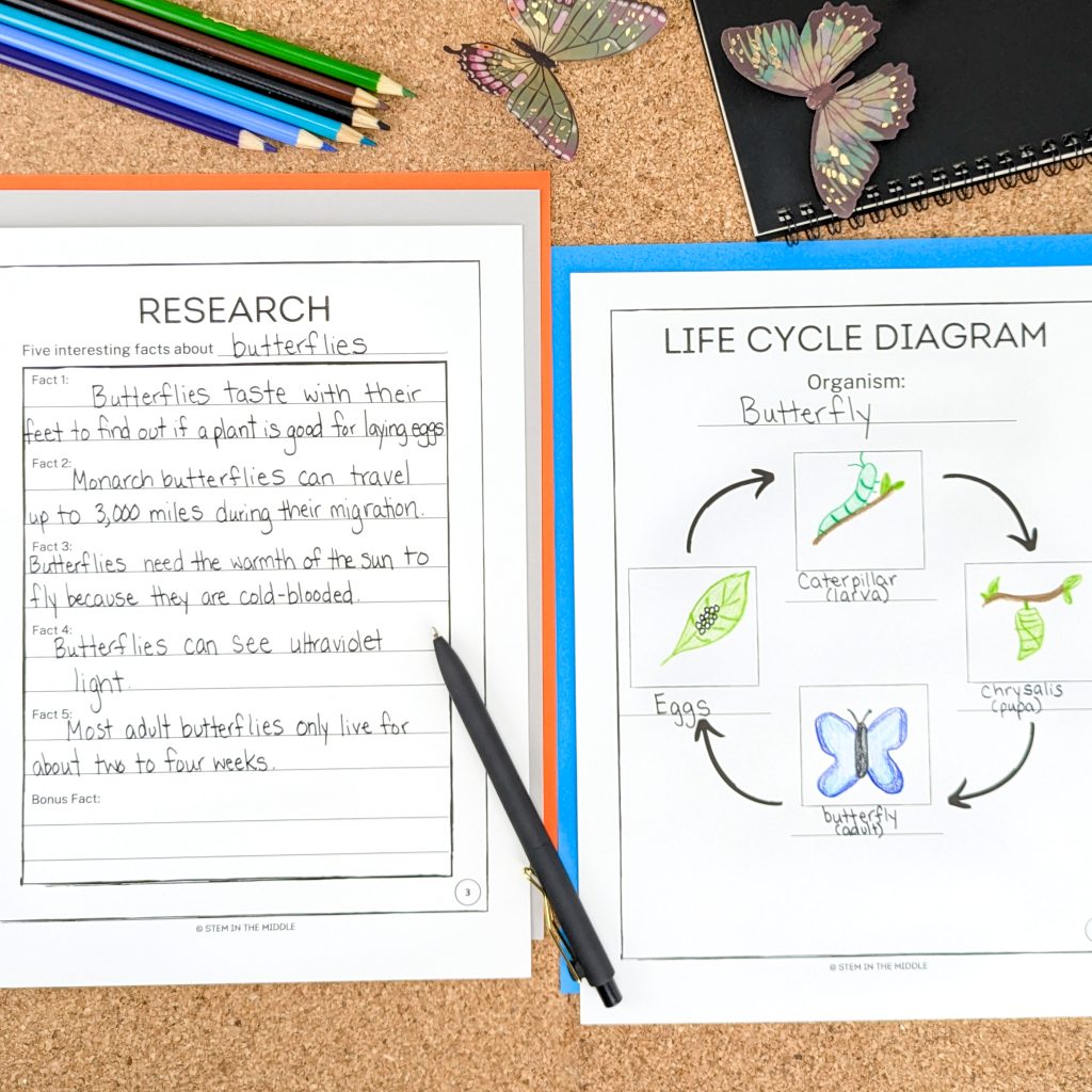 This image shows two worksheets. One is titled "Research" and has facts listed about butterflies and their life cycle. The other worksheet is titled "Life Cycle Diagram" and has drawings of a butterfly life cycle along with captions for each stage.